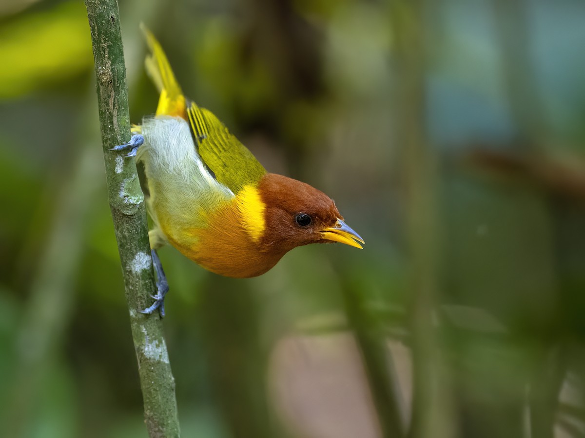 Rufous-headed Tanager - ML621382052