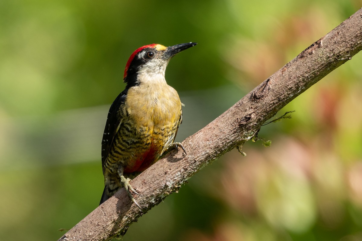 Black-cheeked Woodpecker - ML621382066