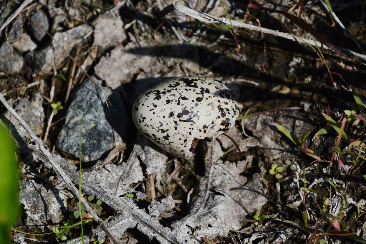 Killdeer - ML62138211