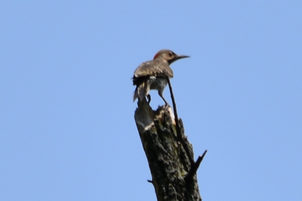 Northern Flicker - ML621382121