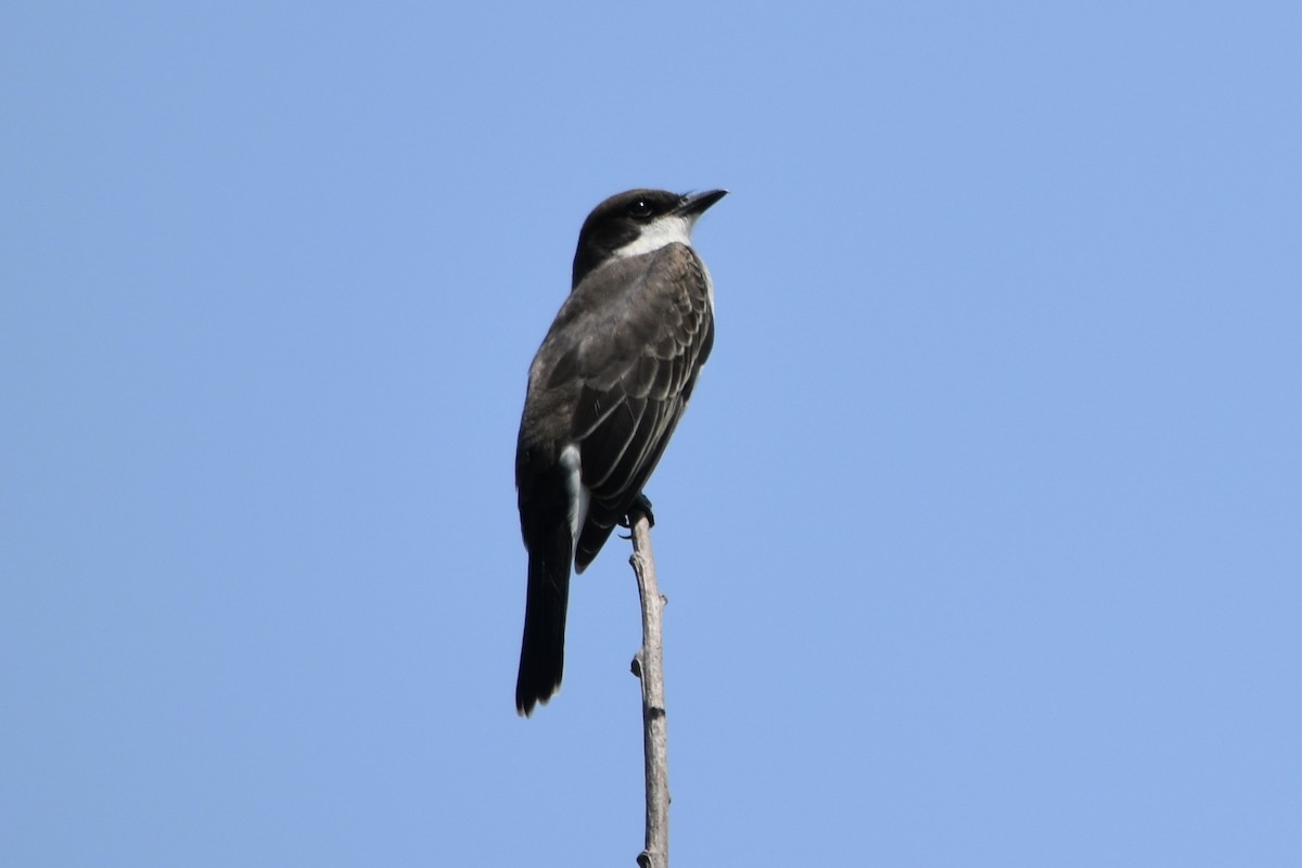 Eastern Kingbird - ML621382128