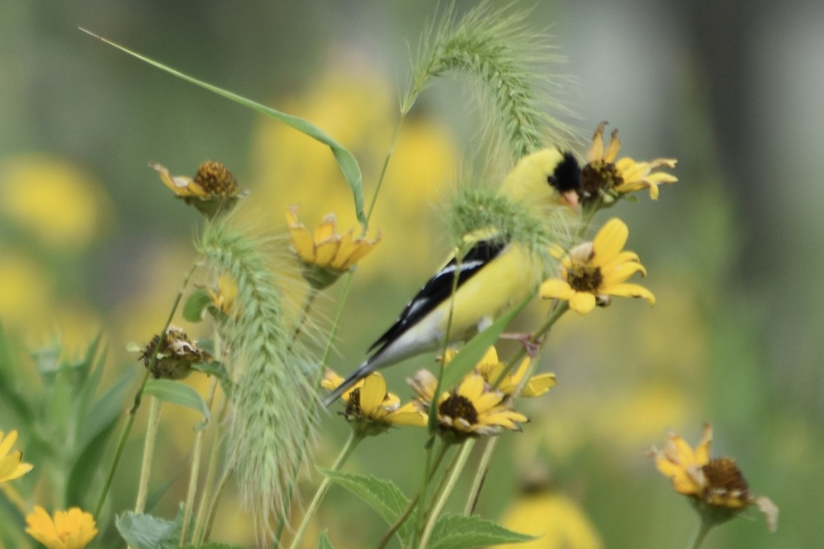 American Goldfinch - ML621382144