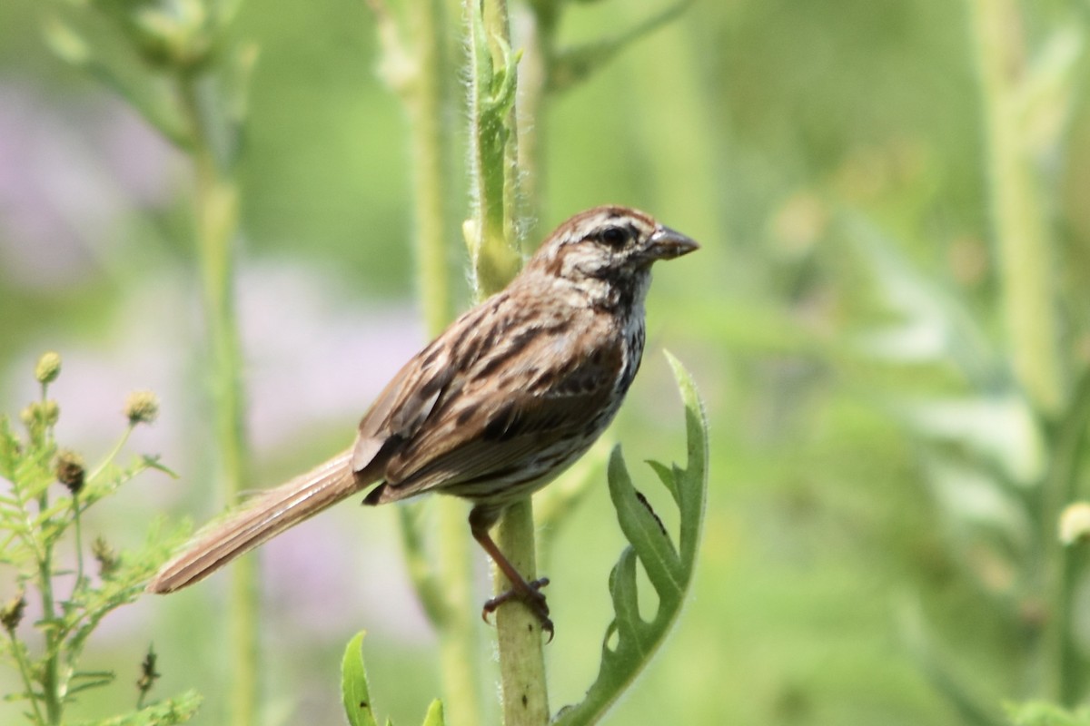 Song Sparrow - ML621382154