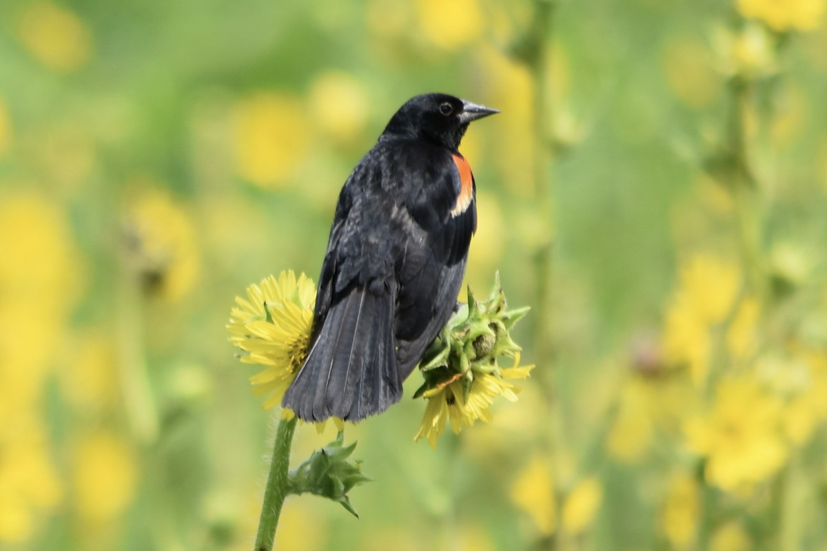 Red-winged Blackbird - ML621382165