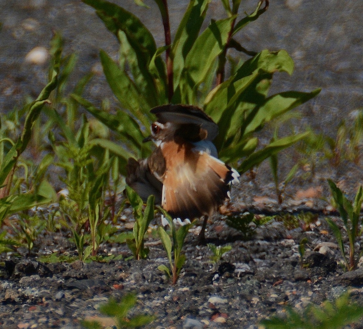Killdeer - ML62138221