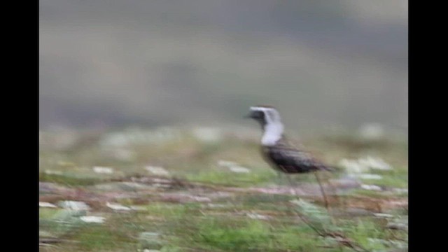 kulík hnědokřídlý - ML621382214