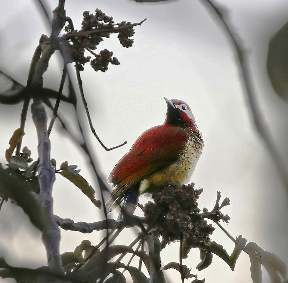 Crimson-mantled Woodpecker - Richard Greenhalgh