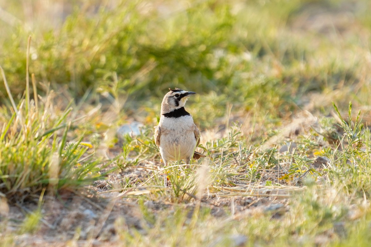 Horned Lark - ML621382258