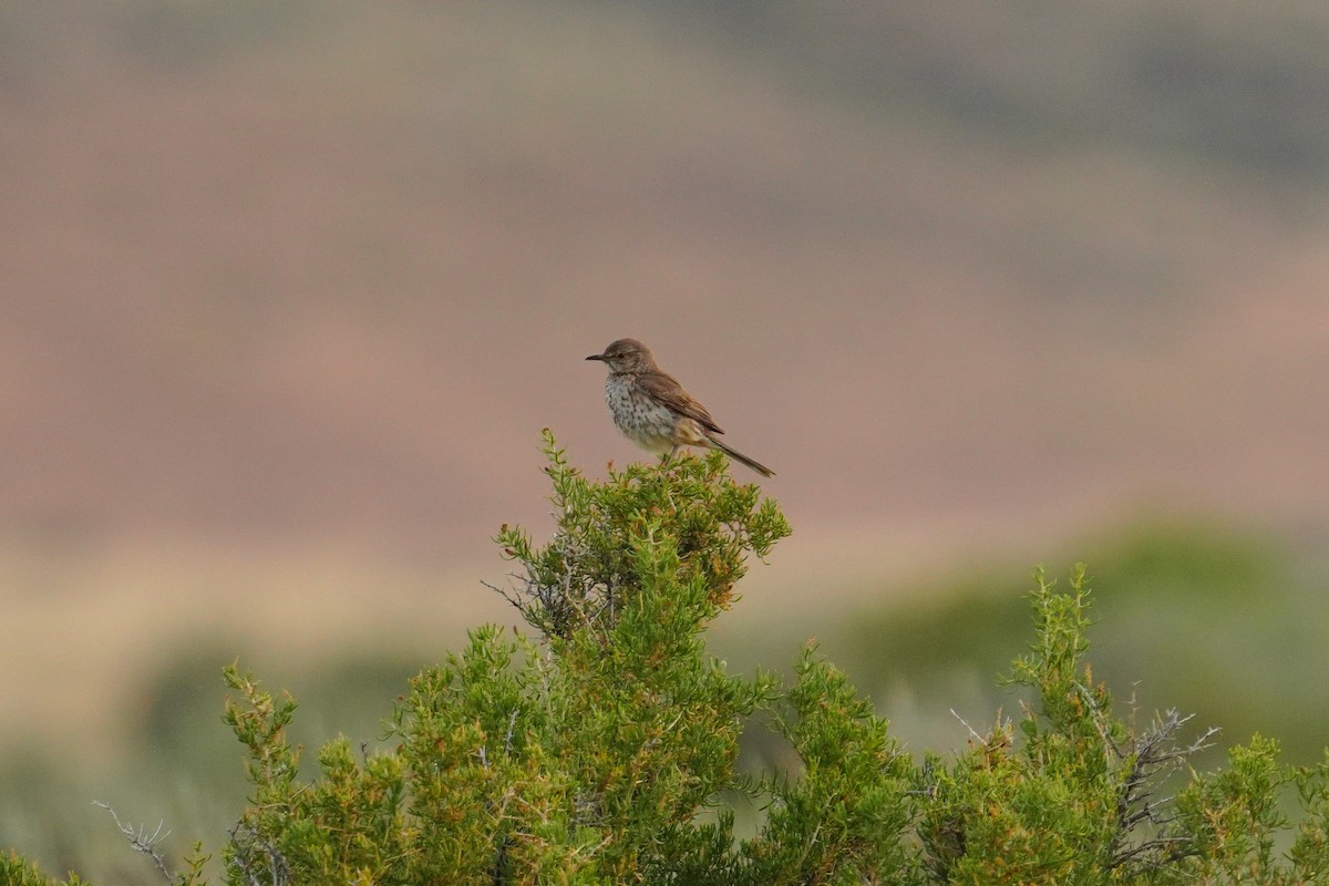 Sage Thrasher - ML621382263