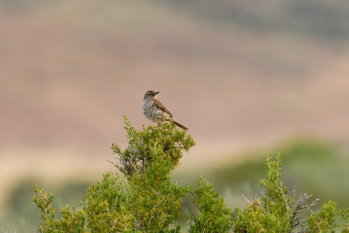 Sage Thrasher - ML621382264