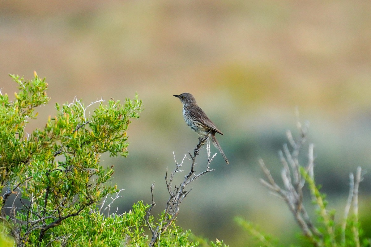 Sage Thrasher - ML621382265