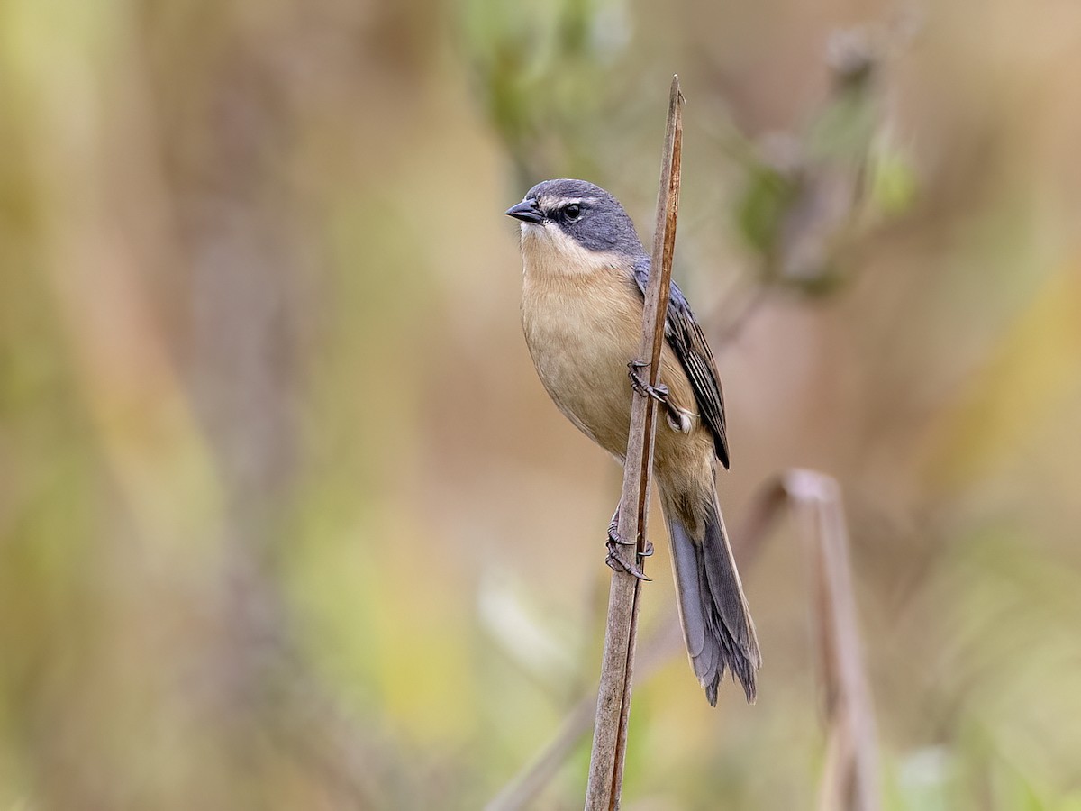 Long-tailed Reed Finch - ML621382290