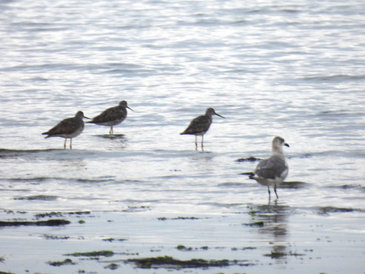 Greater Yellowlegs - ML621382411