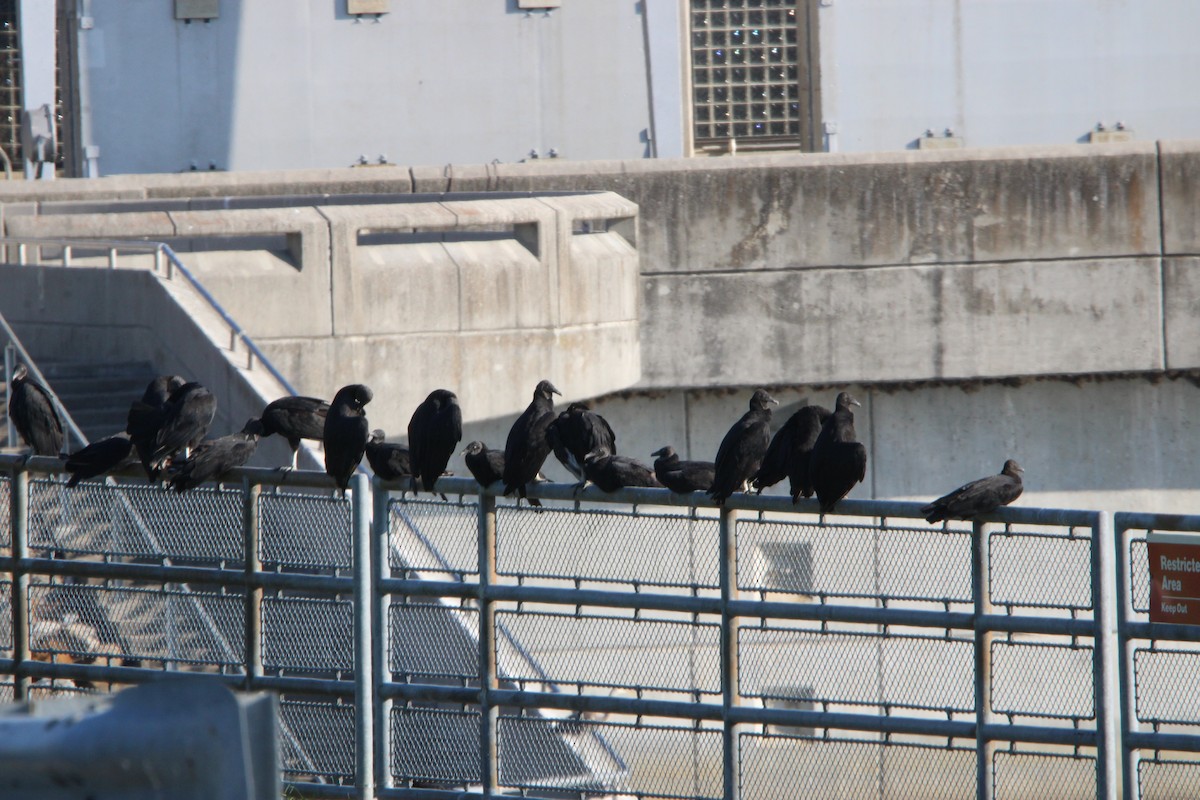 Black Vulture - ML621382490