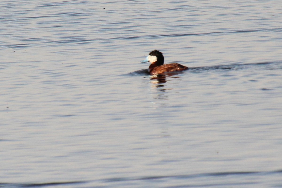 Ruddy Duck - ML621382503