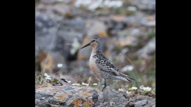 jespák rezavý - ML621382616