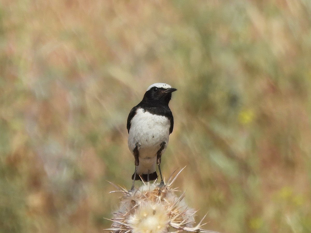 Finsch's Wheatear - ML621382667