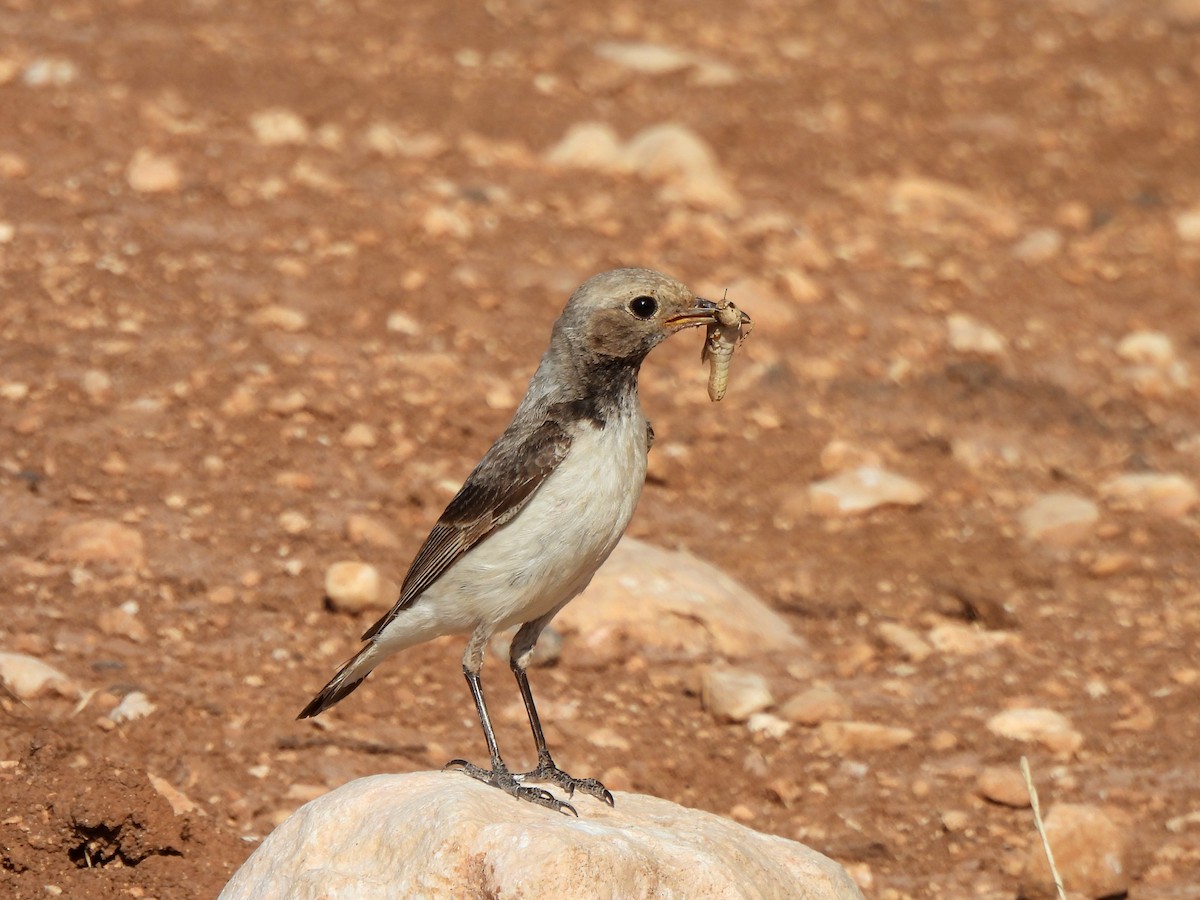 Finsch's Wheatear - ML621382668