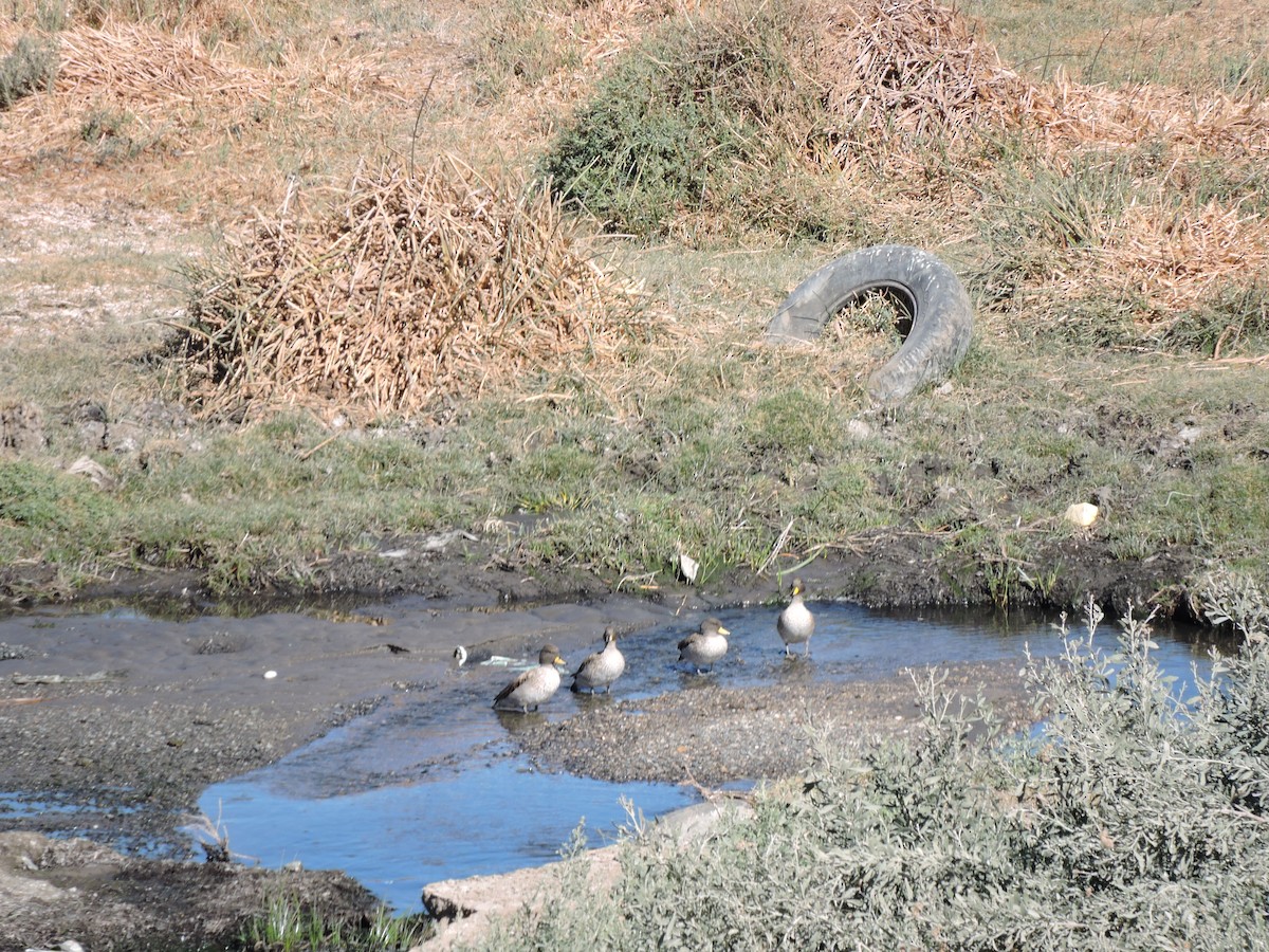 Yellow-billed Teal (oxyptera) - ML621382747