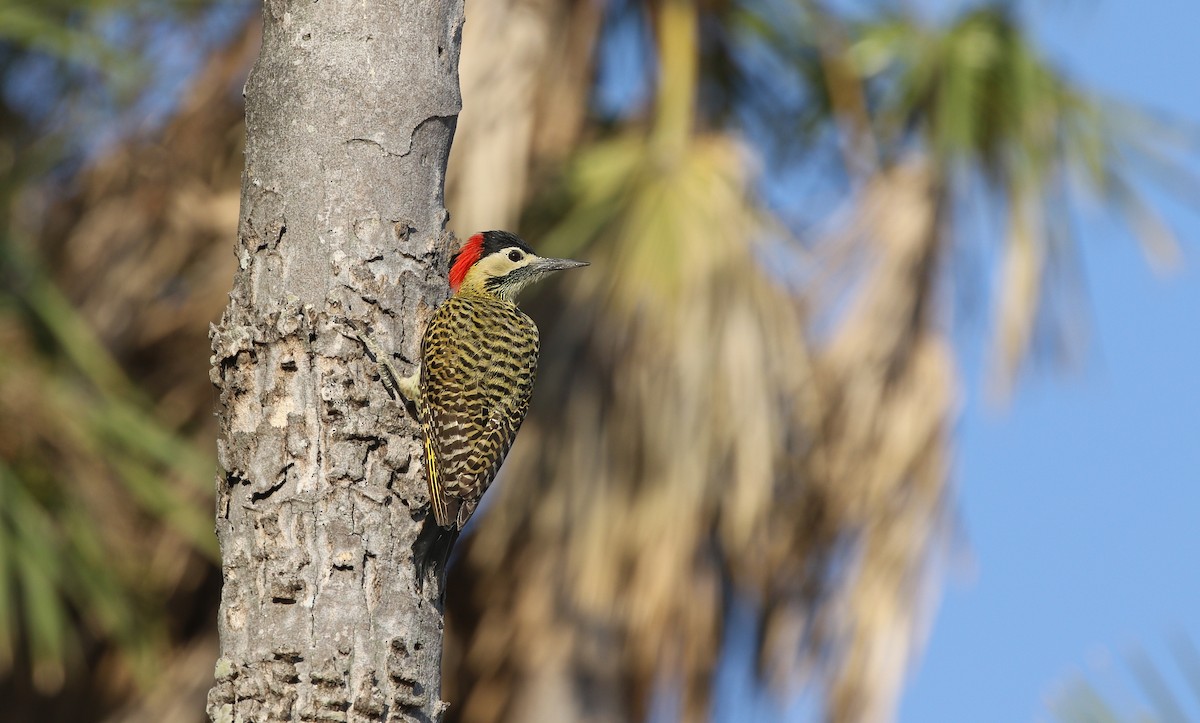 Green-barred Woodpecker (Green-barred) - ML621382766