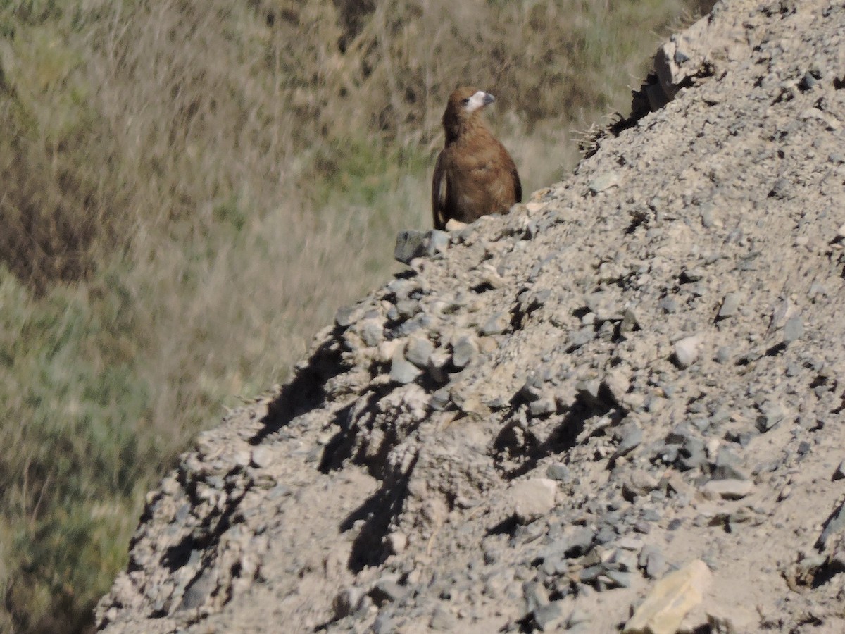 Mountain Caracara - ML621382771