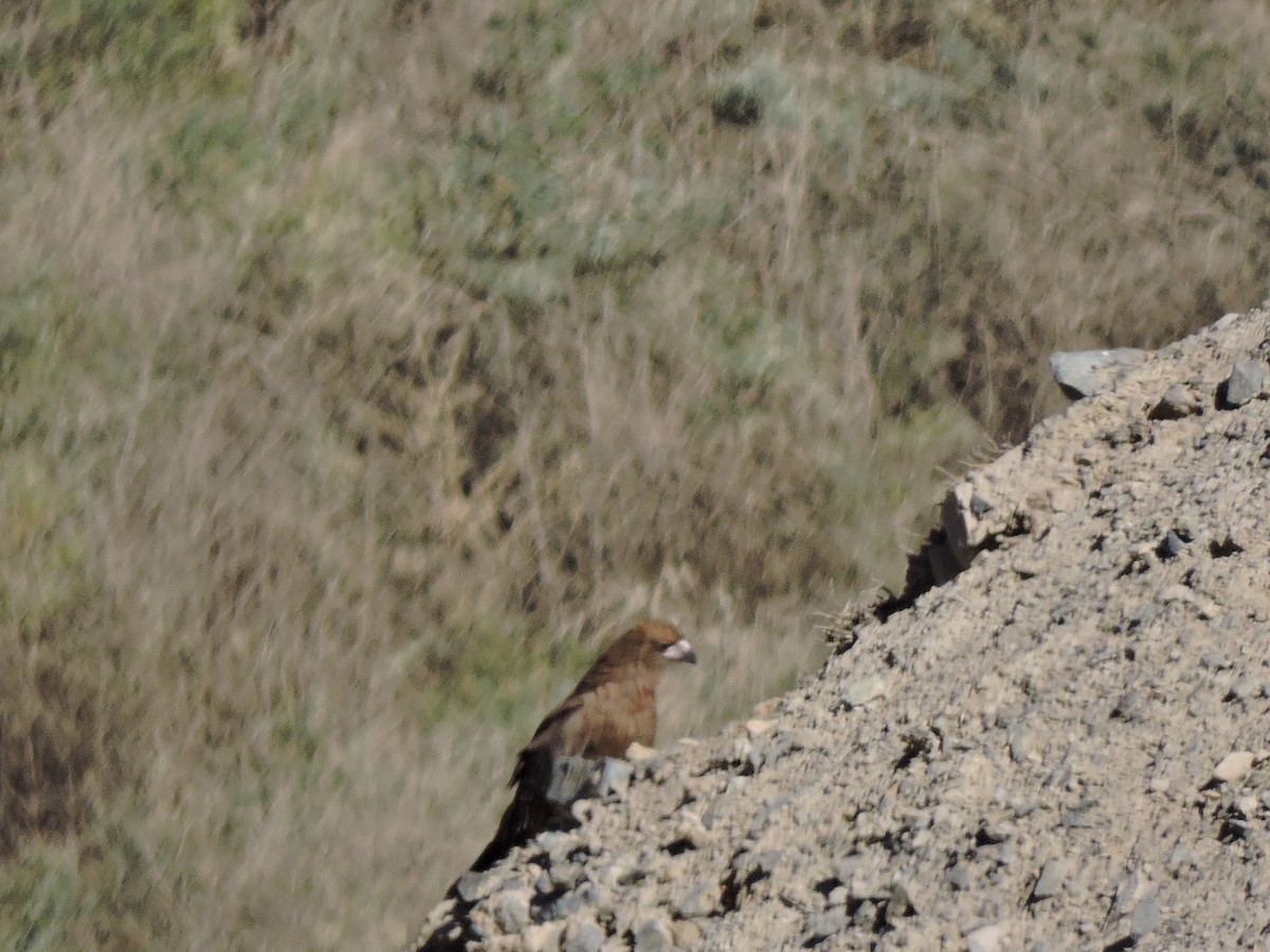 Mountain Caracara - ML621382772