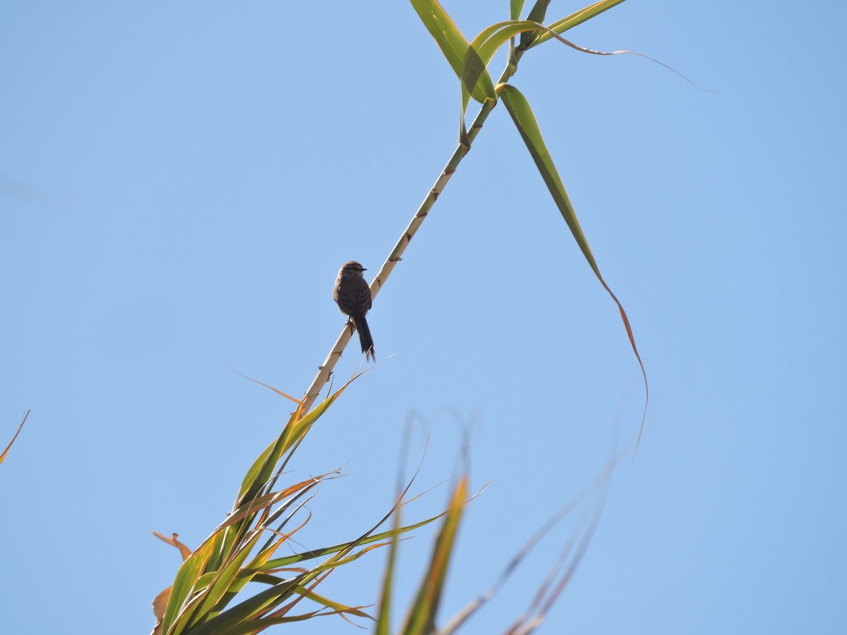 Plain-mantled Tit-Spinetail (berlepschi) - ML621382782