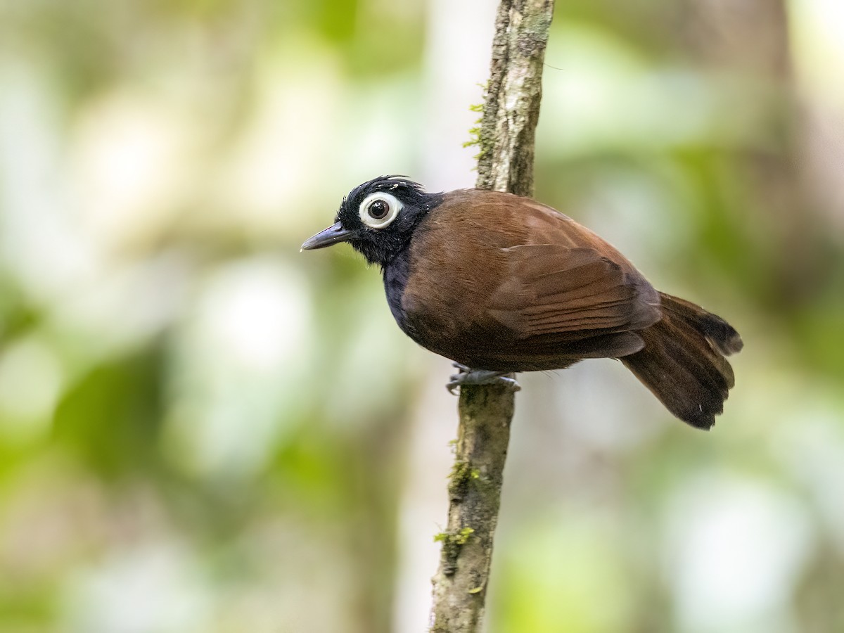 Bare-eyed Antbird - ML621382820