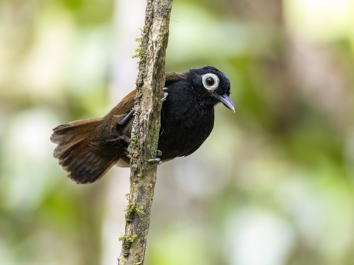 Bare-eyed Antbird - ML621382821