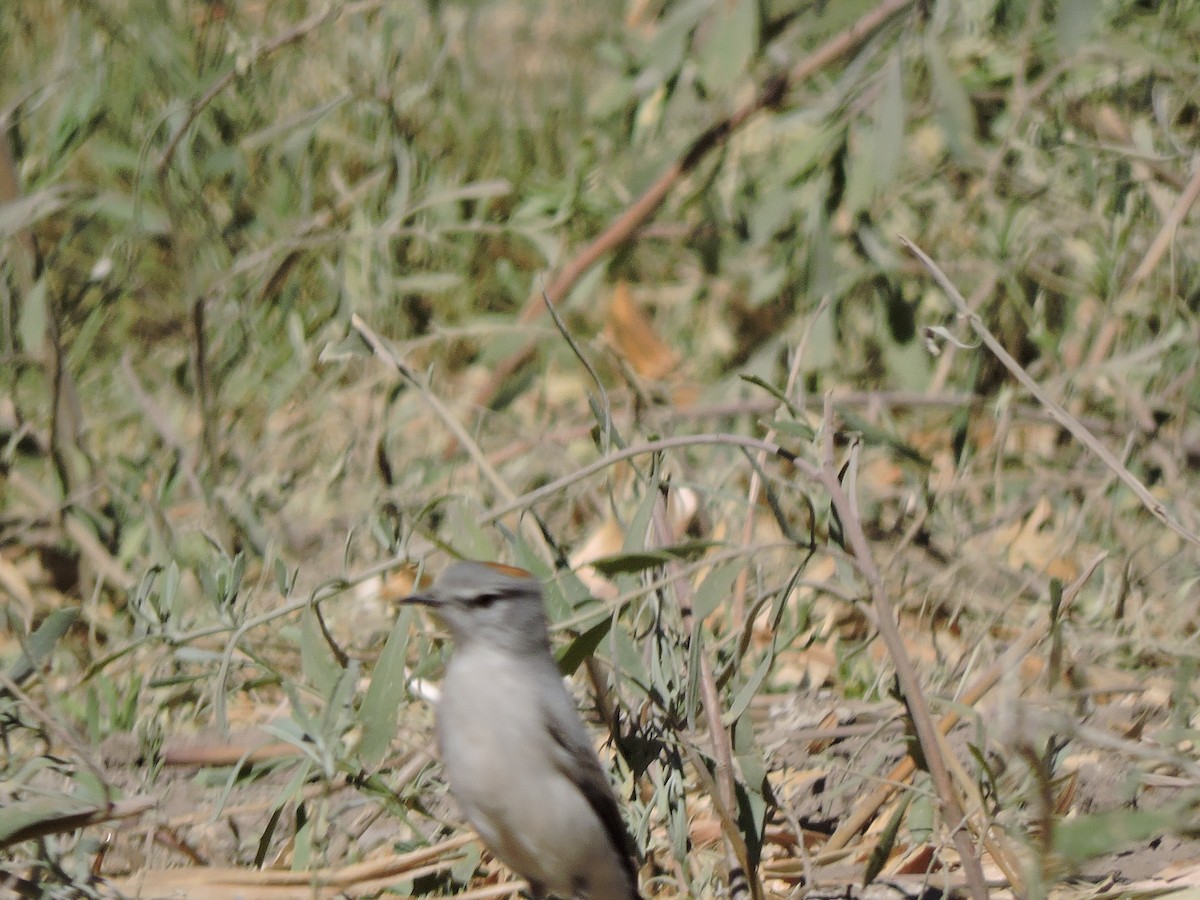 Rufous-naped Ground-Tyrant - ML621382832