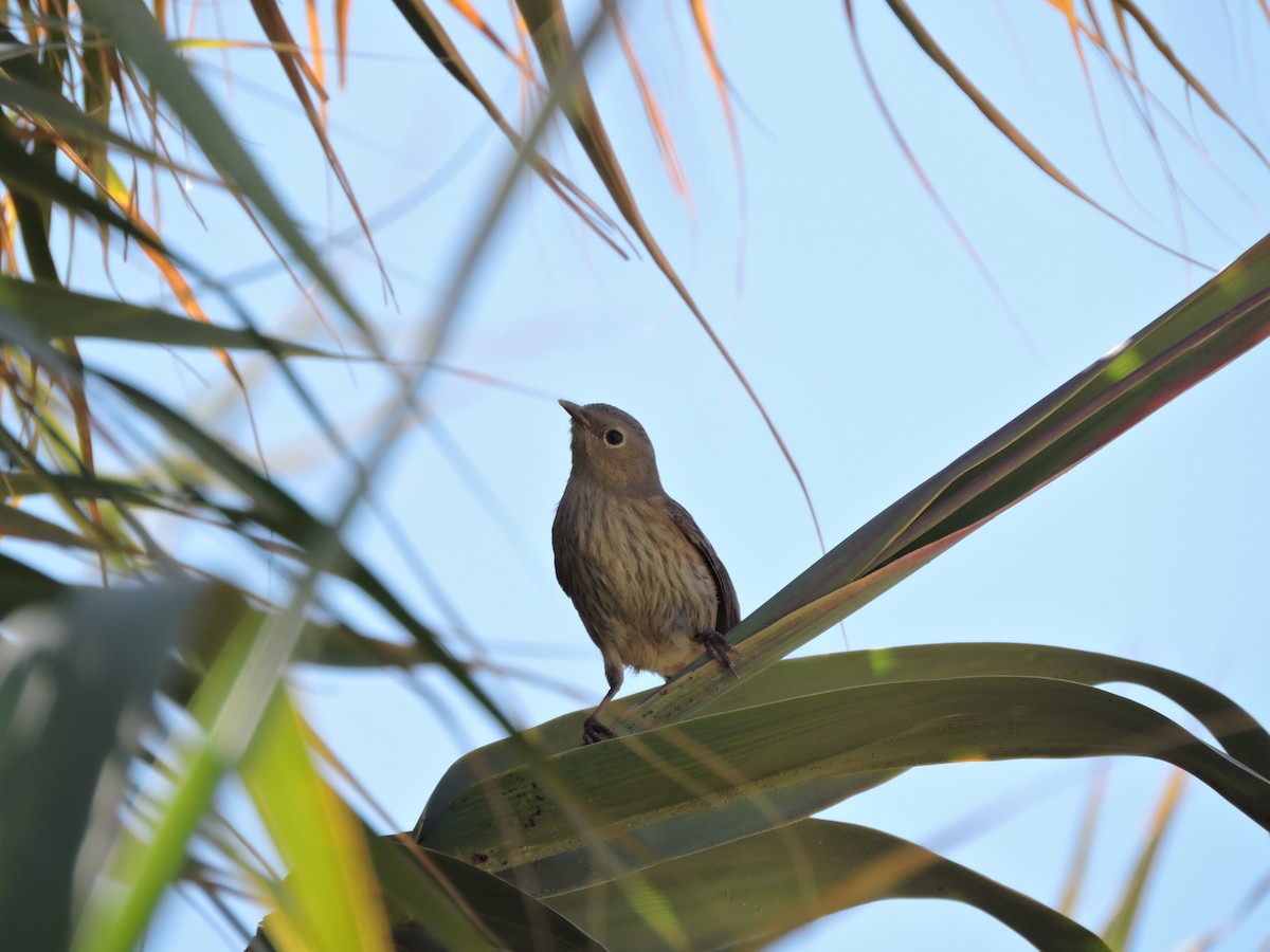 Slender-billed Finch - ML621382835