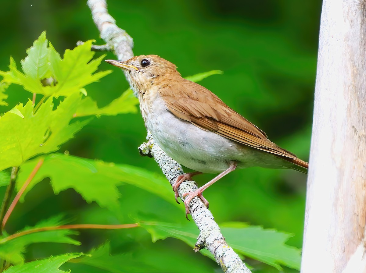 Veery - ML621382866