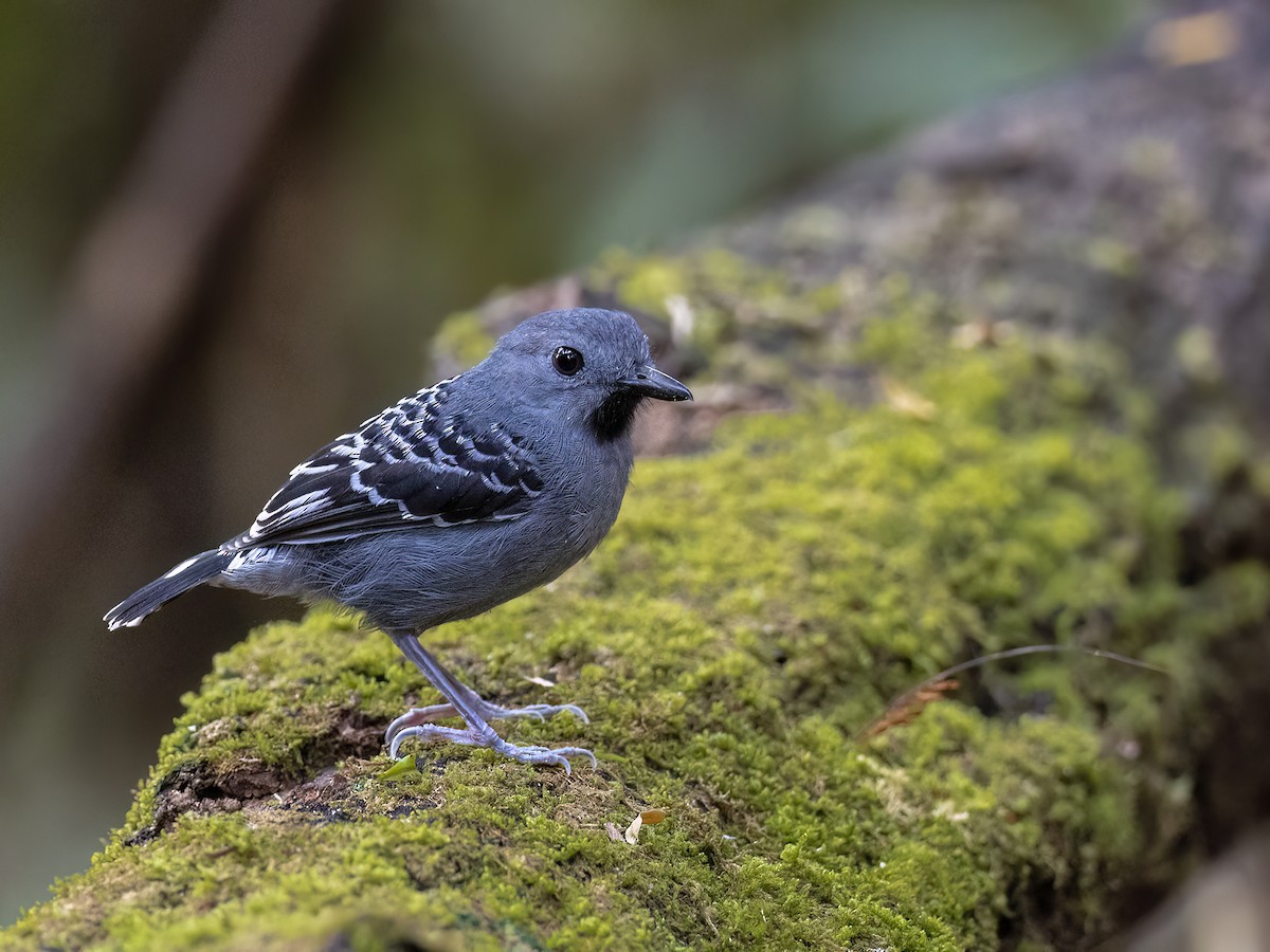 Xingu Scale-backed Antbird - ML621382884