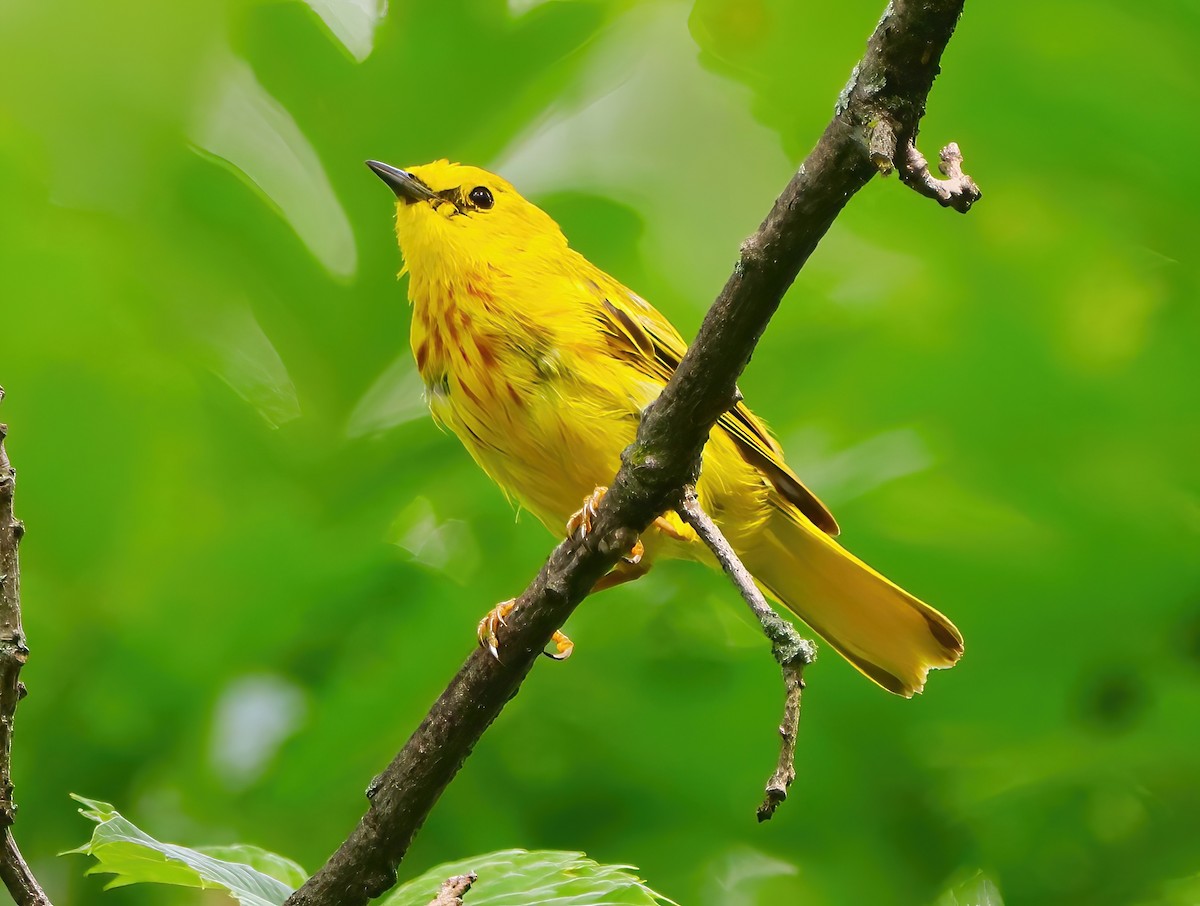 Yellow Warbler - ML621382968