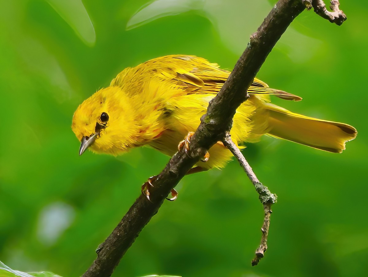 Yellow Warbler - Eric Patry