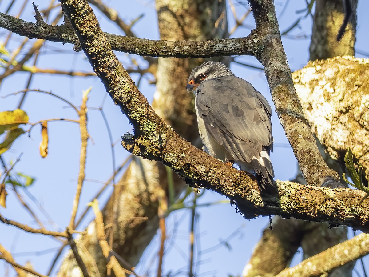 White-browed Hawk - ML621382973