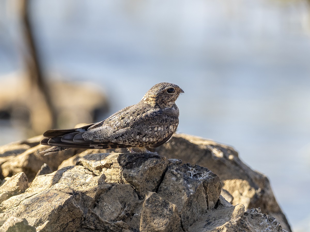 Lesser Nighthawk - Andres Vasquez Noboa