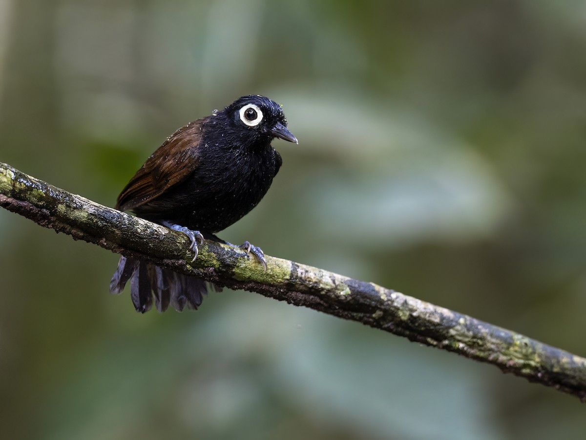 Bare-eyed Antbird - ML621383010