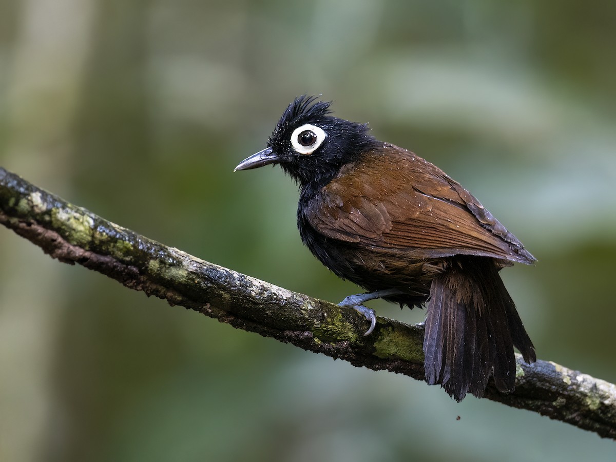 Bare-eyed Antbird - Andres Vasquez Noboa