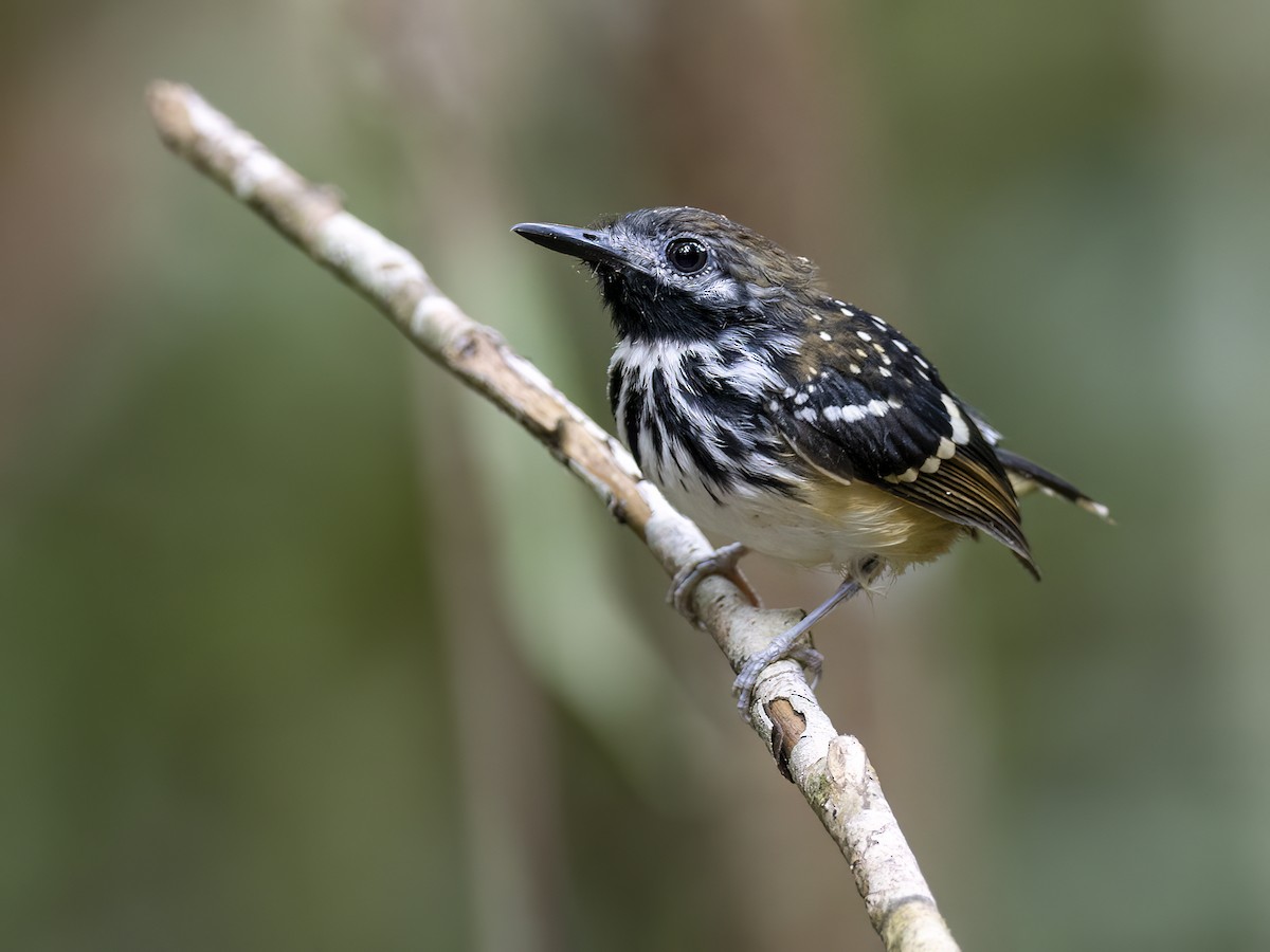 Dot-backed Antbird - ML621383013