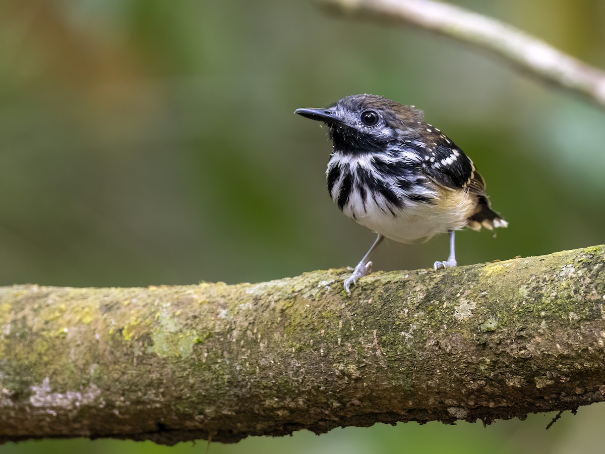 Dot-backed Antbird - ML621383014