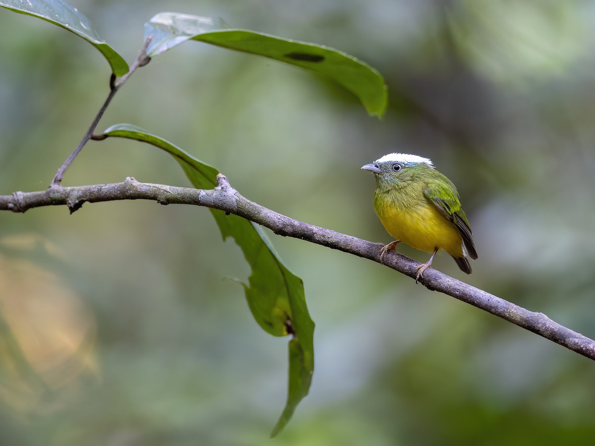 Snow-capped Manakin - ML621383030