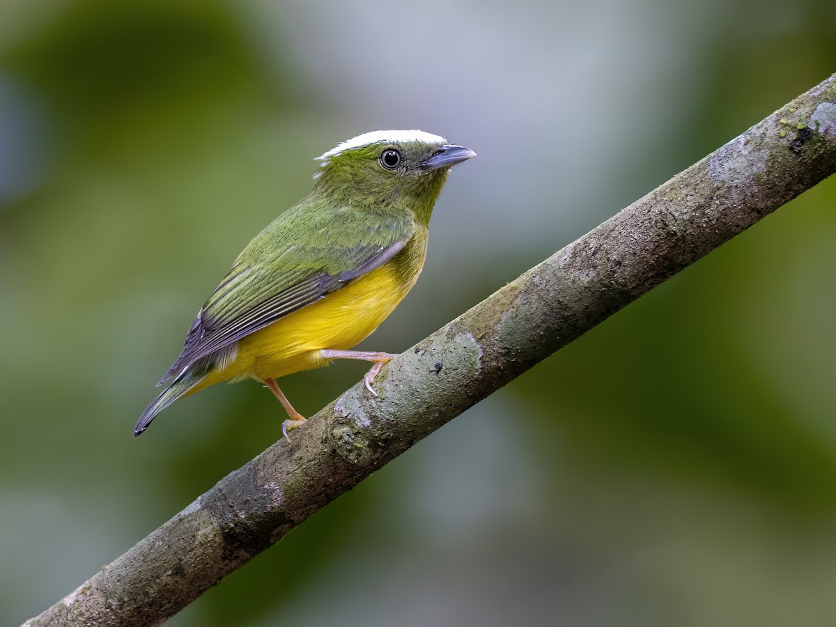 Snow-capped Manakin - ML621383031