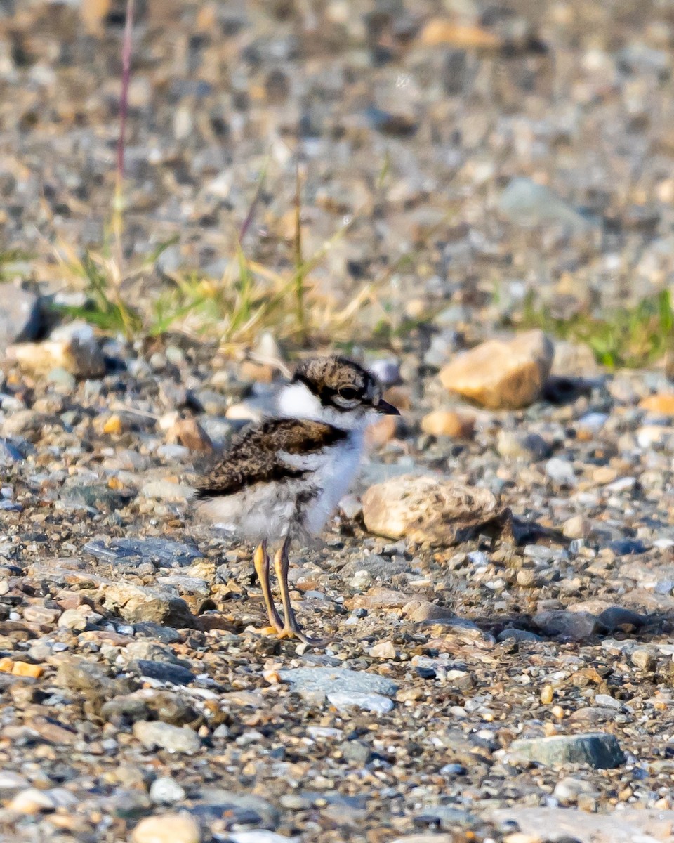 Semipalmated Plover - ML621383034