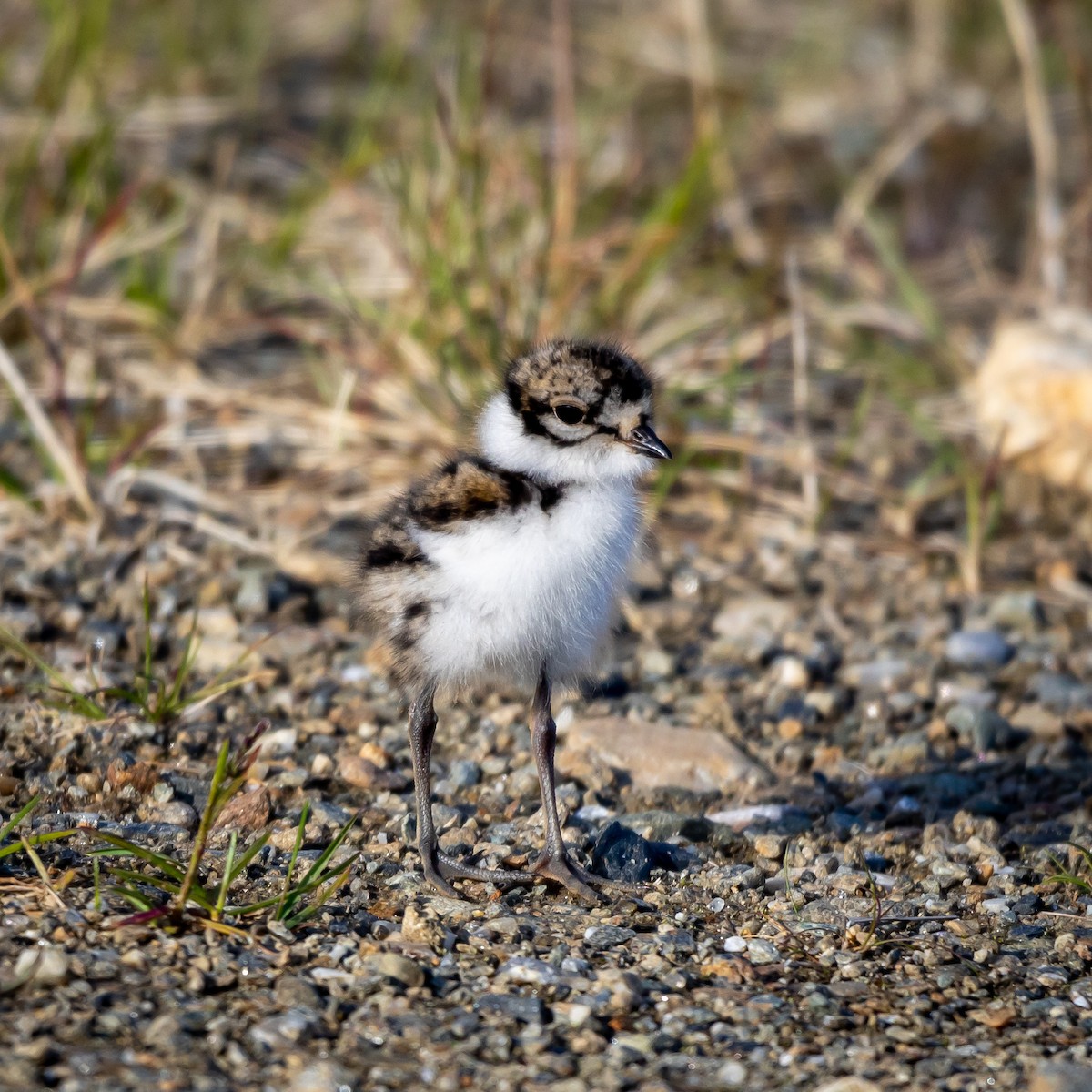 Semipalmated Plover - ML621383035