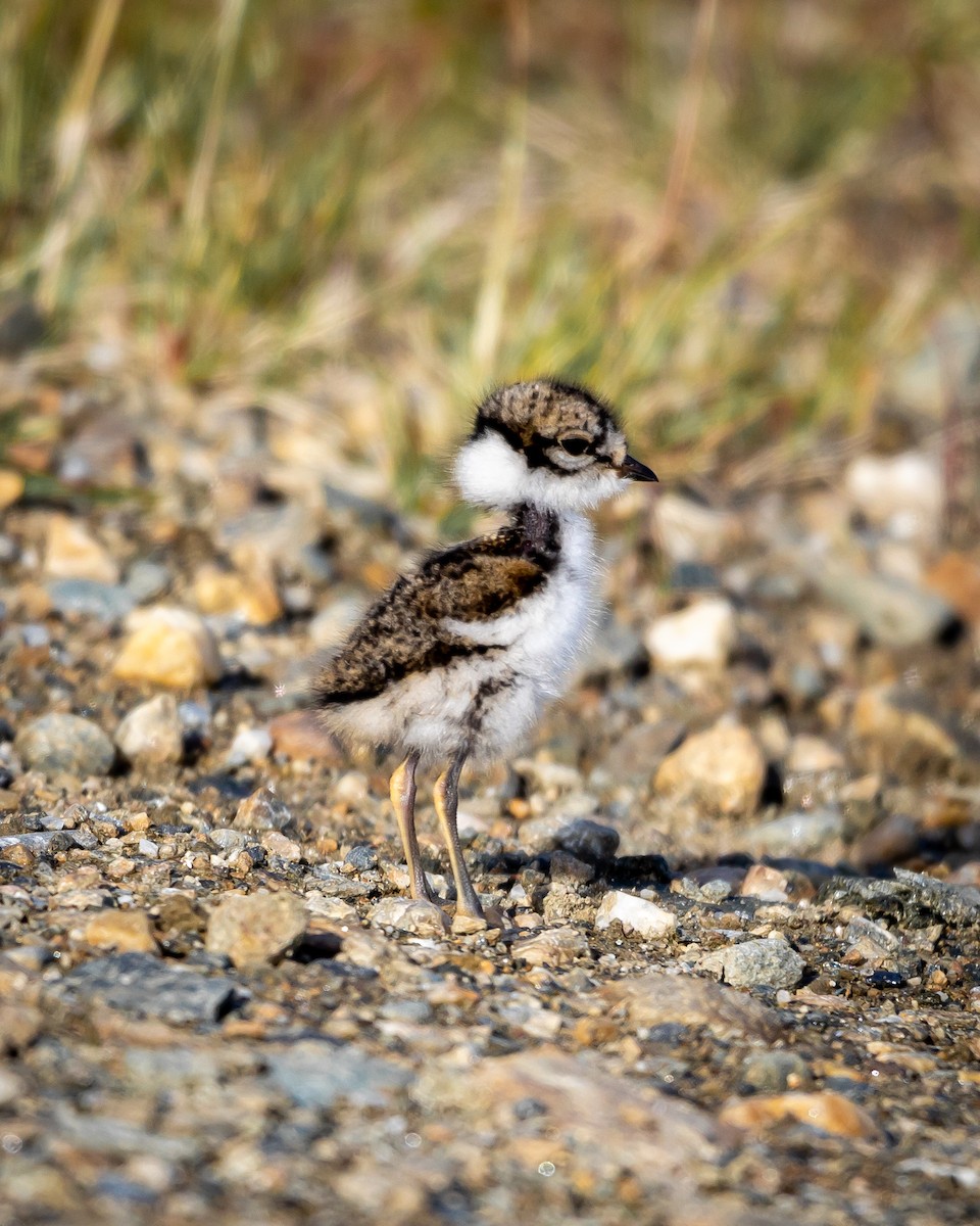 Semipalmated Plover - Justin Ronald Newmann