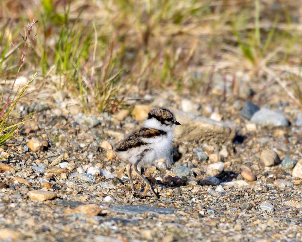 Semipalmated Plover - ML621383038