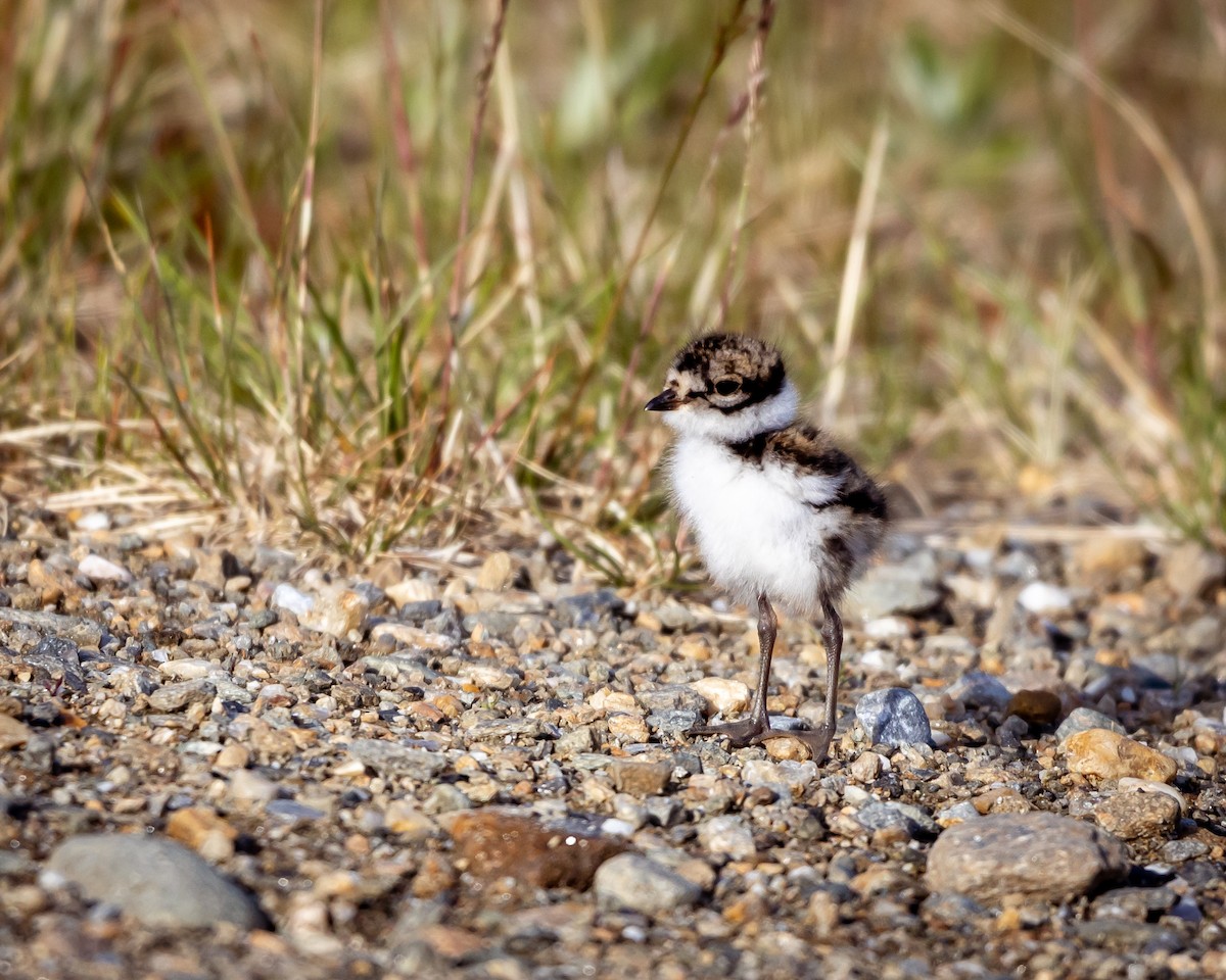 Semipalmated Plover - ML621383039