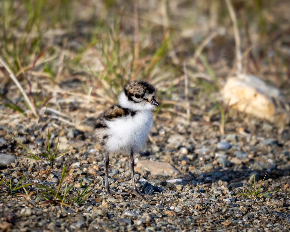 Semipalmated Plover - ML621383040