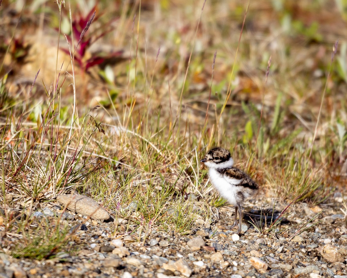 Semipalmated Plover - ML621383042